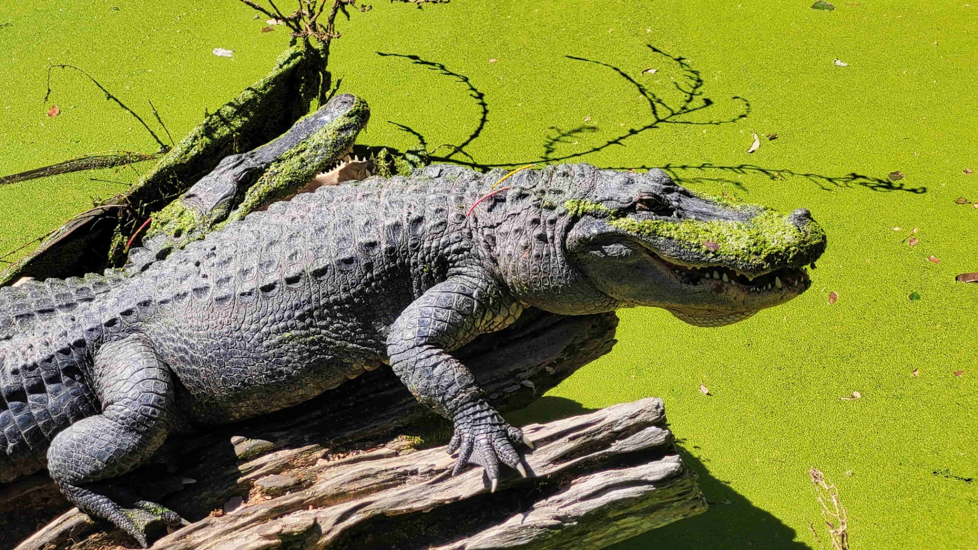 Großes Krokodil liegt auf Holzstämmen im grünen Wasser, Maul geöffnet, Schatten und Spuren sichtbar.