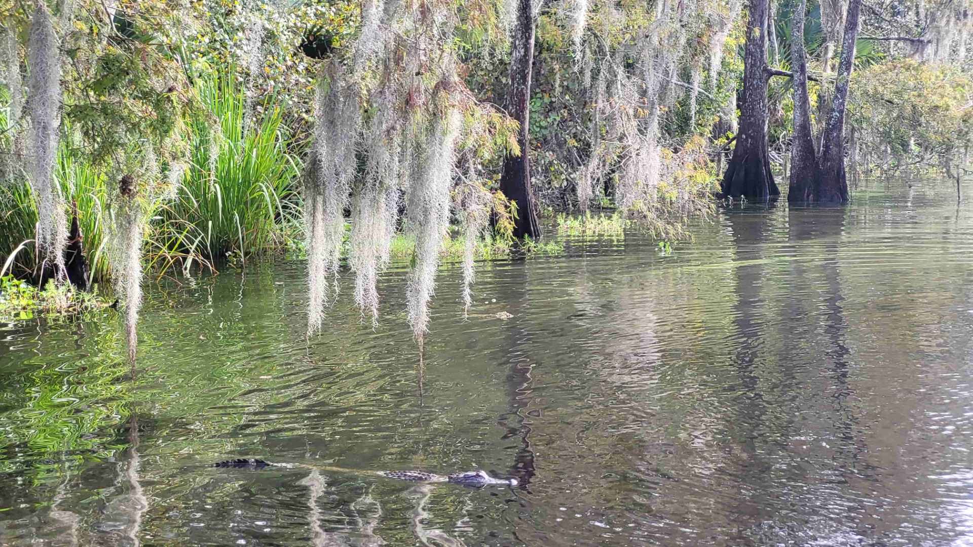 Sumpfsee mit hängenden Bartflechten an Bäumen, grünes Wasser und spiegelnde Reflexionen im Uferbereich.
