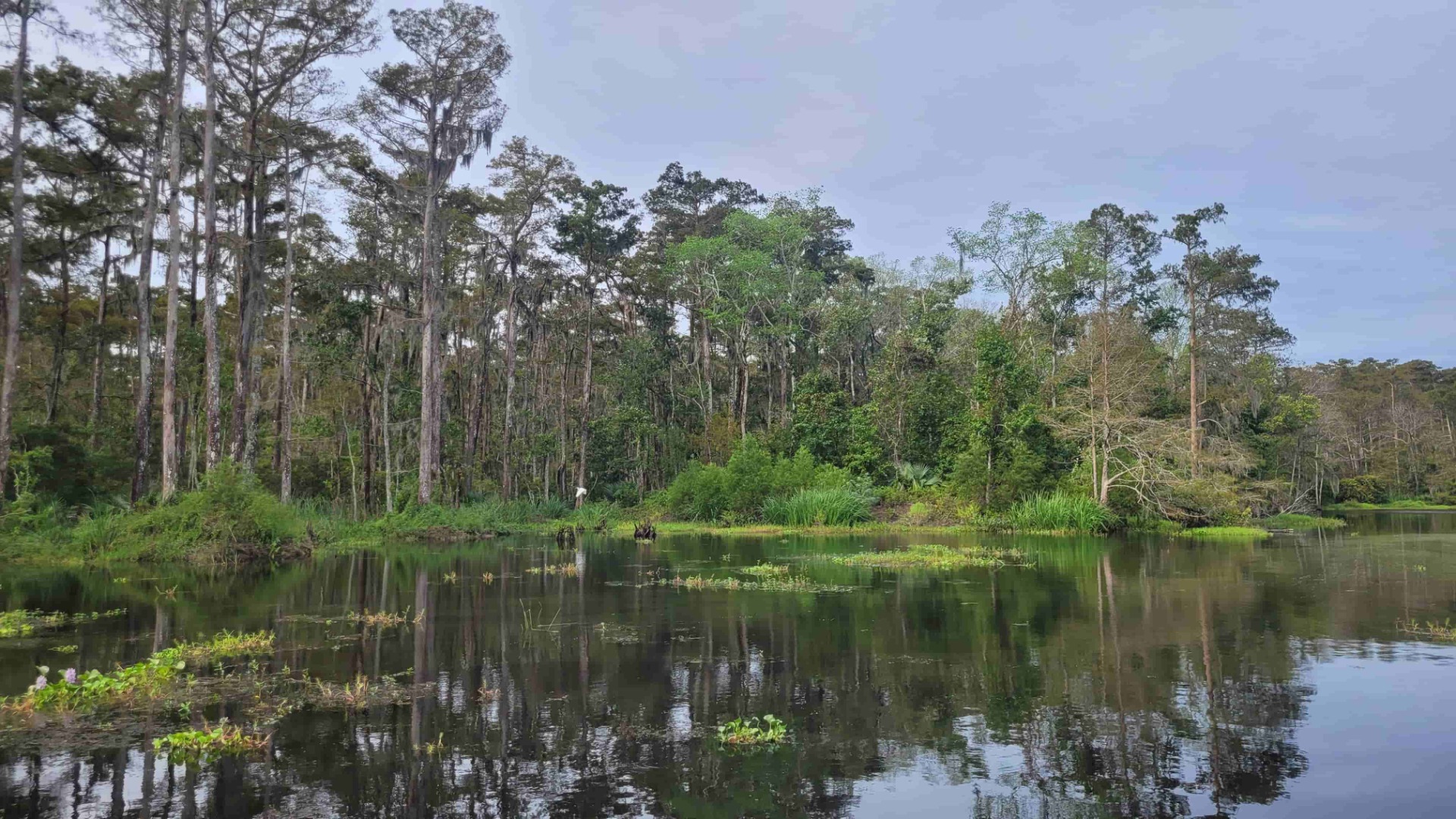 Weitläufiger Regenwald mit hohen Bäumen, grünem Unterwuchs und ruhigem See mit Spiegelungen im Vordergrund.